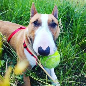 2020_05_skd_mala_sola